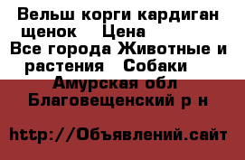 Вельш корги кардиган щенок  › Цена ­ 35 000 - Все города Животные и растения » Собаки   . Амурская обл.,Благовещенский р-н